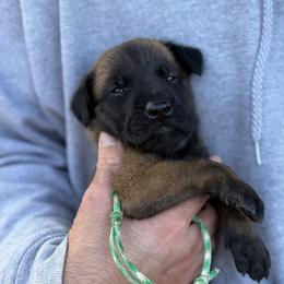 Constant - Mahogany male Belgian Malinois puppy in Deerfield Beach, Florida from vd Hunde der neuen Äre