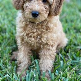 Goldendoodle Puppies from Zink Doodles