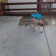 Kangal Puppies from DASA Ridge Kangals