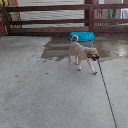 Kangal Puppies from DASA Ridge Kangals