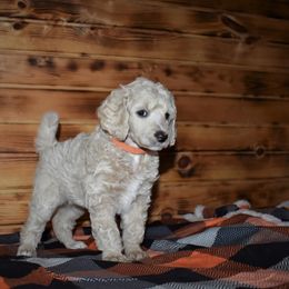 G4 Orange Female - Cream female Poodle puppy in Nelson, Missouri from MD Triple Creek Ranch