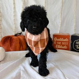 Oakley - Black male Goldendoodle puppy in Cedartown, Georgia from Loyal Doodles