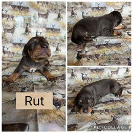 Rut - Blue male Catahoula Leopard Dog puppy in Forbes, Minnesota from North Country Catahoulas