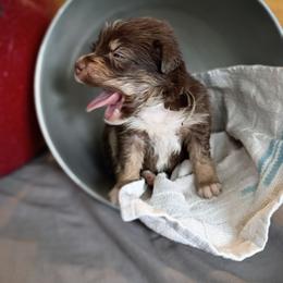 Fern (Teal Collar) - Red tri-color female Australian Shepherd puppy in Okeechobee, Florida from Rothsolid Puppies