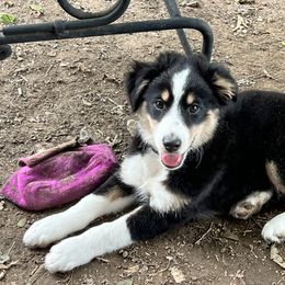 Miniature Australian Shepherd Puppies from Z’s Mini Aussies
