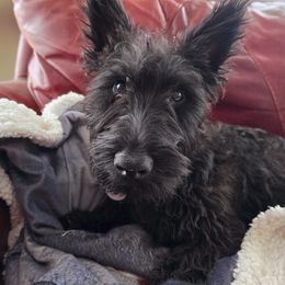 Scottish Terrier Puppies from Scotties By Stout