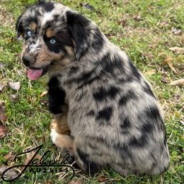 Joel - male Miniature Australian Shepherd puppy in Lumberton, Mississippi from Talowah Aussies