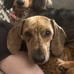 Dachshund puppies from Long Little Doggies