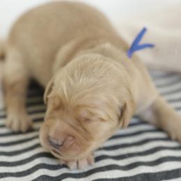 Captain - Golden male Golden Retriever puppy in Idaho Falls, Idaho from Brinton Goldens