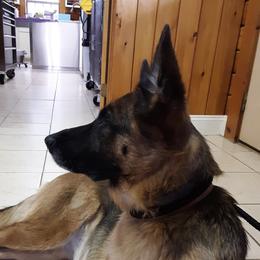 German Shepherds from Rosato Shepherds