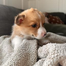 Pembroke Welsh Corgi Puppies from Hansen Corgis