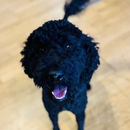 Russell - Goldendoodle