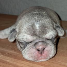 Camo Boy - White male Pug puppy in Elma, Washington from Kismet Kennels, Exclusively Pugs