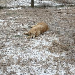 French Bulldogs and Golden Retrievers from Carolina Country Goldens and Lakeside Frenchies