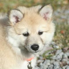 Icelandic Sheepdog Puppies from Valhalla Icelandic Sheepdogs