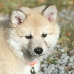 Icelandic Sheepdog Puppies from Valhalla Icelandic Sheepdogs