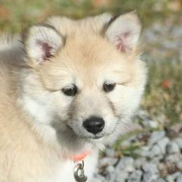 Icelandic Sheepdog Puppies from Valhalla Icelandic Sheepdogs