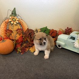 Pembroke Welsh Corgi Puppies from McKay Corgi's