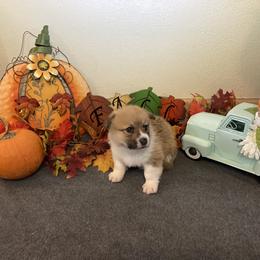 Pembroke Welsh Corgi Puppies from McKay Corgi's