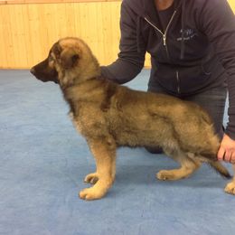 German Shepherd Puppies from Steffca