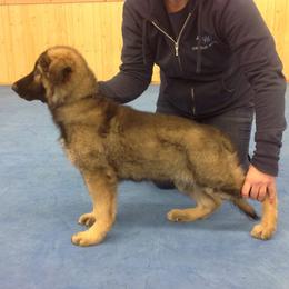 German Shepherd Puppies from Steffca