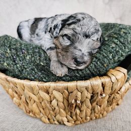 Bernedoodle Puppies from Whispering Aspen Homestead