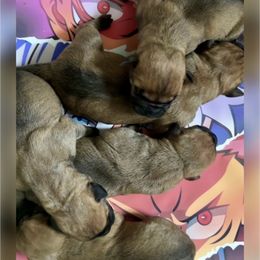Girl 1 - Brown female Boerboel puppy in Pennsylvania from Cold River Boerboels