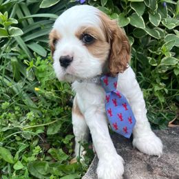 River - Red and white Cocker Spaniel puppy in West Plains, Missouri from Ozark Haven Farm