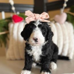 Penny - Black and white female Sheepadoodle puppy in Danville, Indiana from Marley’s Doodle Ranch