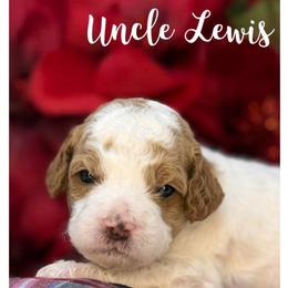 Uncle Lewis - Apricot male Australian Labradoodle puppy in Gladstone, Oregon from Beaver State Labradoodles