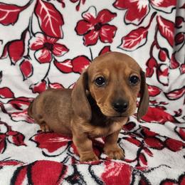 Pumpkin - Red female Dachshund puppy in Anaconda, Montana from Williams Family Dachshunds
