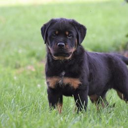 Rottweiler Puppies from Sharp Ridge Rottweilers