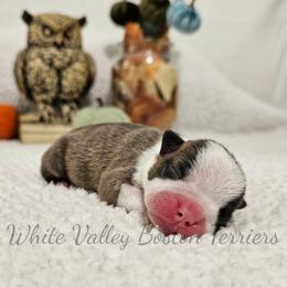 Morpheus - Brindle and white male Boston Terrier puppy in Mulberry, Arkansas from White Valley Boston Terriers