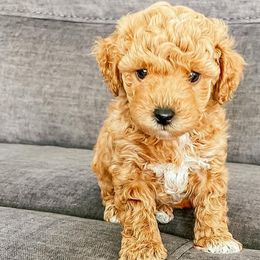 Bichon Frises and Cockapoos from The Perks of Pups