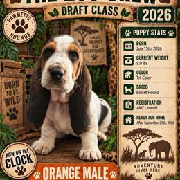Orange - Black white and brown male Basset Hound puppy in Columbia, South Carolina from Pawmetto Hounds
