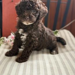 Purple Swirls - Chocolate female Goldendoodle puppy in Rush, New York from Care Bear Puppies