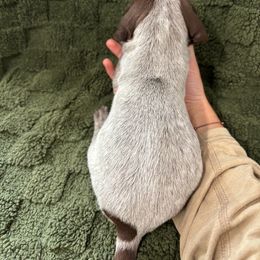 German Shorthaired Pointer Puppies from Golden pointers