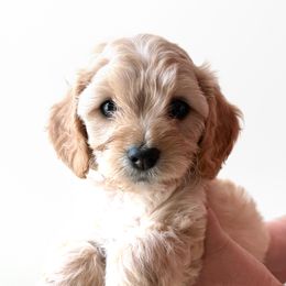 Glinda - Apricot female Cavapoo puppy in Greenville, South Carolina from Reedy River Doodles