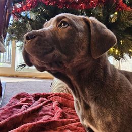Apollo - Cane Corso puppy in Roachdale, Indiana from Cast Iron Kennels