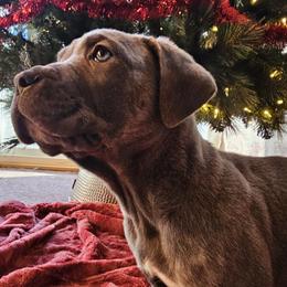 Apollo - Cane Corso puppy in Roachdale, Indiana from Cast Iron Kennels