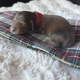 Stormy - Chocolate and cream female Dachshund puppy in Wrightwood, California from Twinkle Dachs