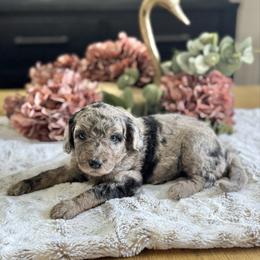 Oreo- Pink Collar - Merle female Goldendoodle puppy in Bay City, Texas from Charming Doods Goldendoodles