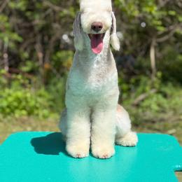 Female 1 - Liver and tan female Bedlington Terrier puppy in Dunbar, Pennsylvania from Anolani