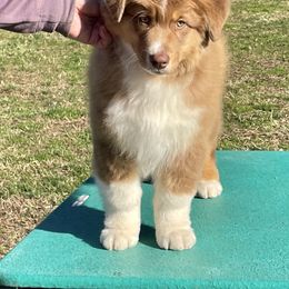 Australian Shepherd and German Shepherd Puppies from Trademark Kennels