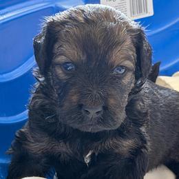 Bear - Tri-color male Bernedoodle puppy in Phelan, California from PuppyPaws4U