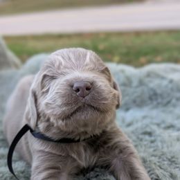 Black Boy ( Go home for Xmas) - Gray male Newfoundland puppy in Independence, Missouri from K & L Ranch