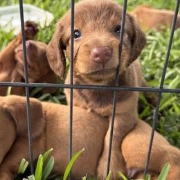 Dachshund Puppies from Bar H Dachshunds