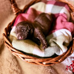 Gloria - Chocolate female Labrador Retriever puppy in Sweet Home, Oregon from Knotty Creek Labradors