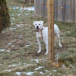 Rowena - American Bulldog