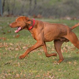 Timber - Vizsla